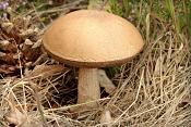 berkenboleet (leccinum scabrum) 6412